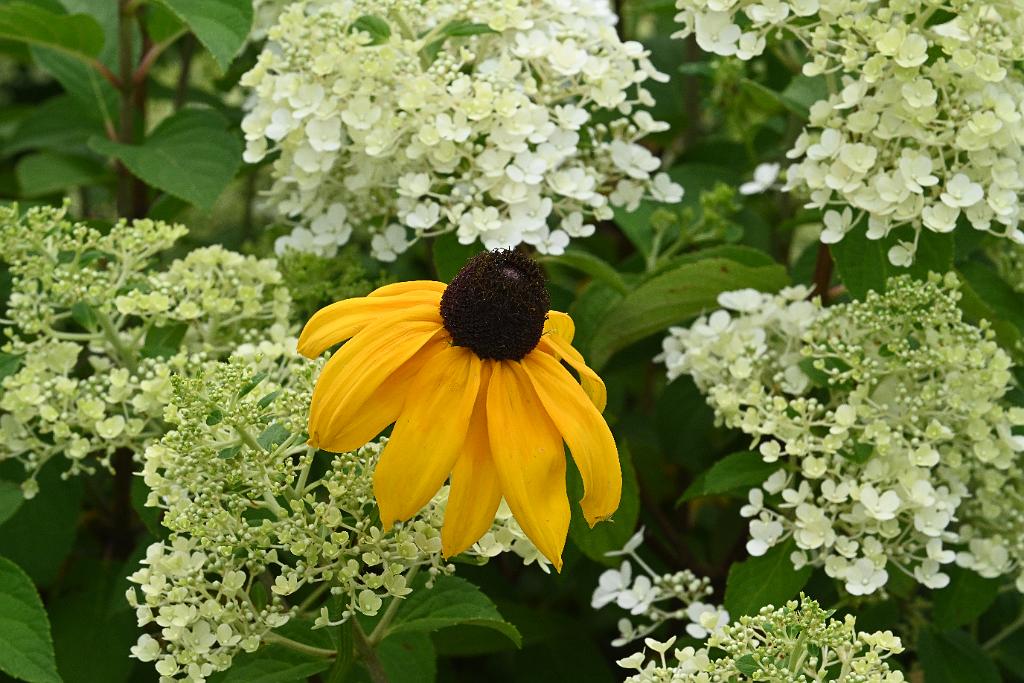 2025-07119495 Tower Hill Botanic Garden, MA.JPG - Coneflower. New England Botanic Garden at Tower Hill, MA, 7-11-2025